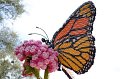 Kids_DFWzoo_3-2016 (15)